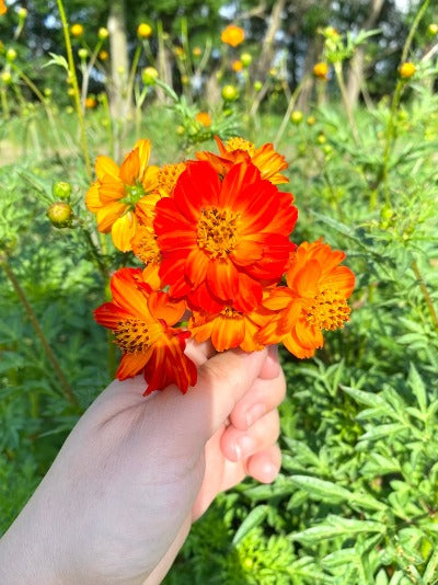 Botanical Printed Socks