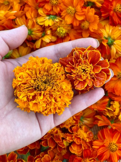 Botanical Printed Socks