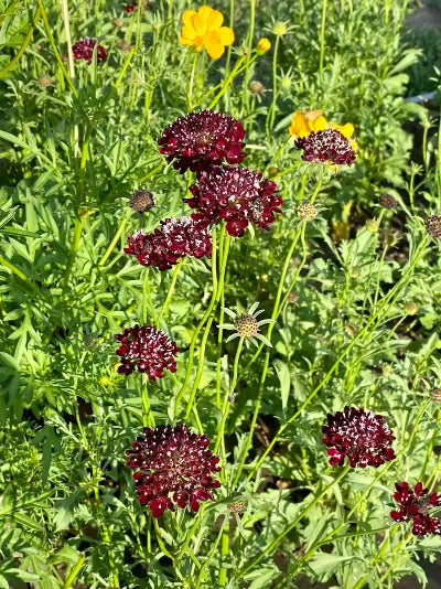 Botanical Printed Socks