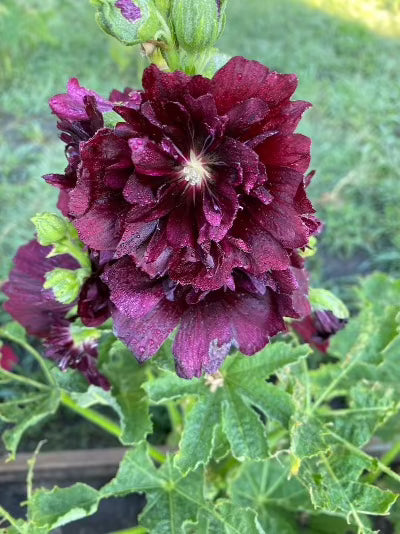 Botanical Printed Socks